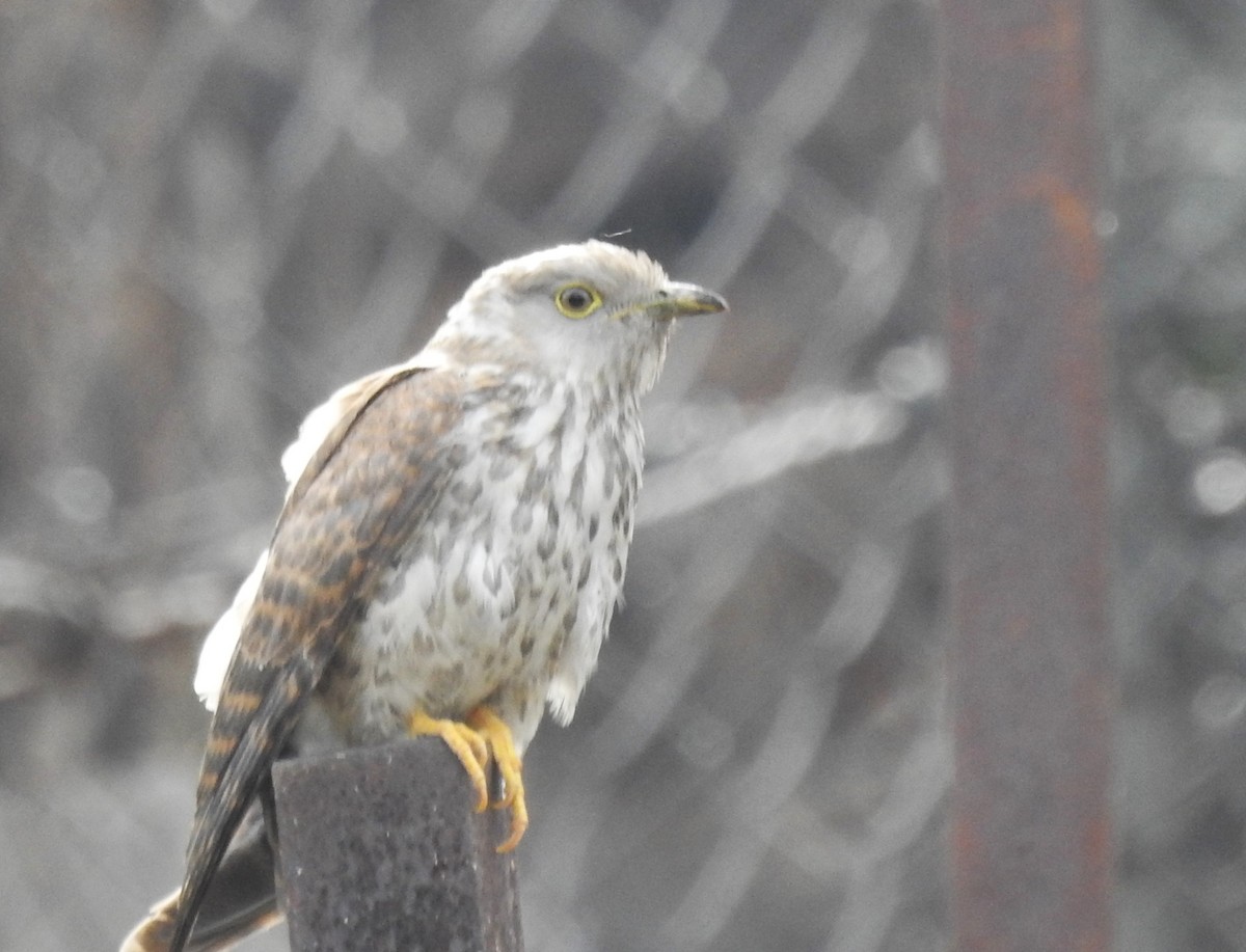 Common Hawk-Cuckoo - Sandhya Phalke