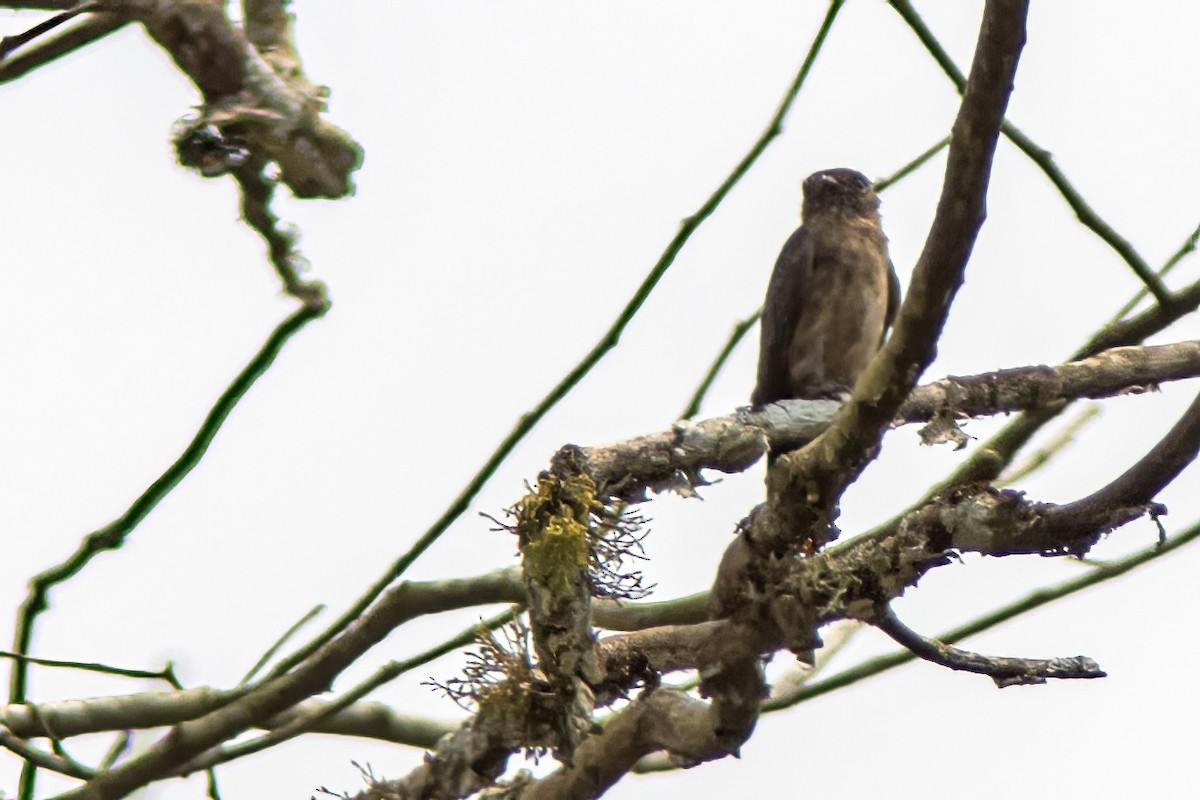 Sooty Flycatcher - ML614631538