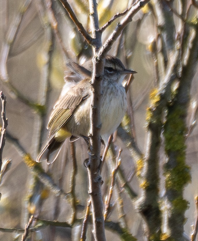 Palm Warbler - ML614631541