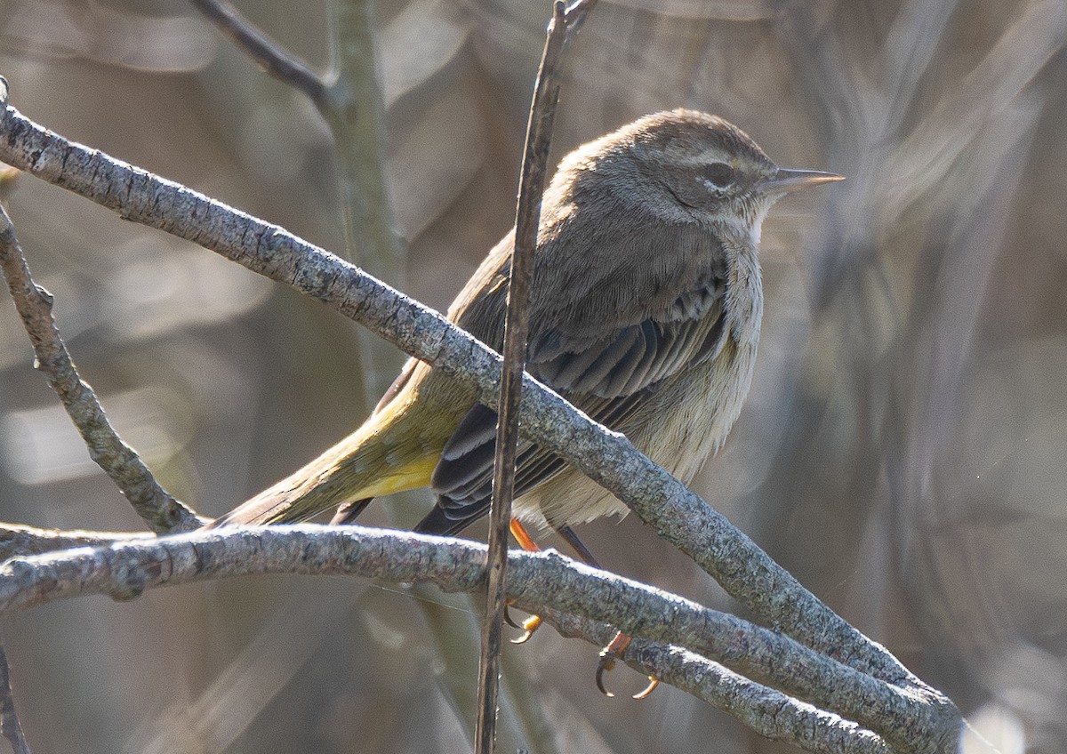 Palm Warbler - Elizabeth Crouthamel