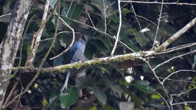 Drongo Cenizo - ML614631548