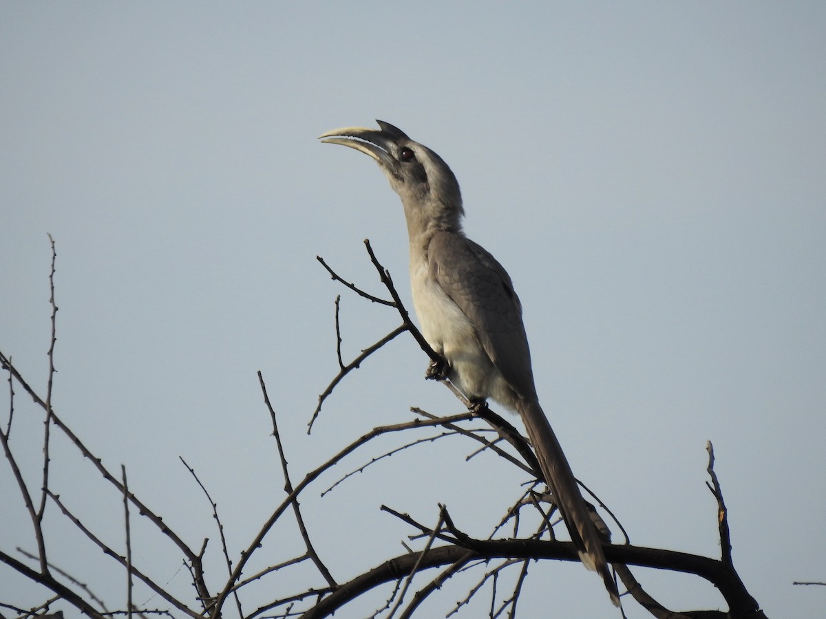 Indian Gray Hornbill - Sandhya Phalke