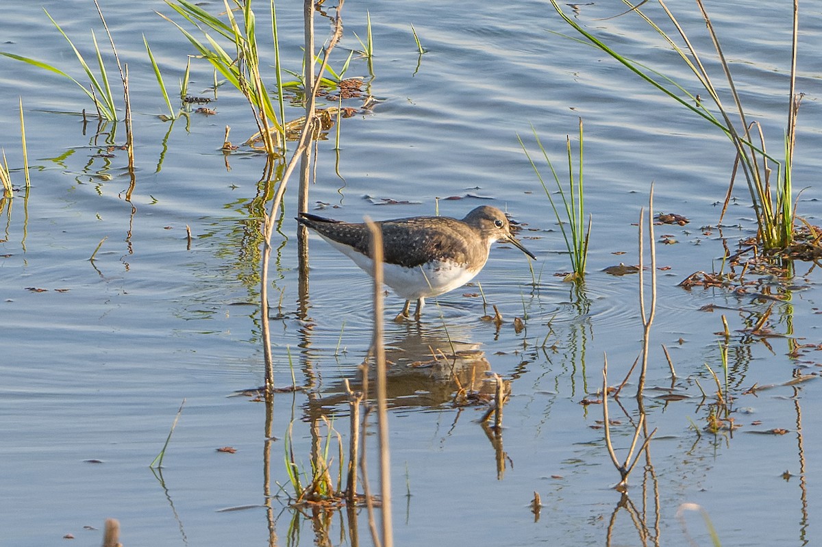 Green Sandpiper - ML614631569