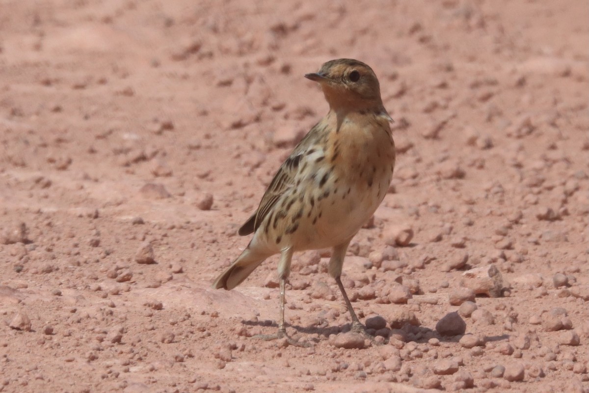 Pipit à gorge rousse - ML614631572