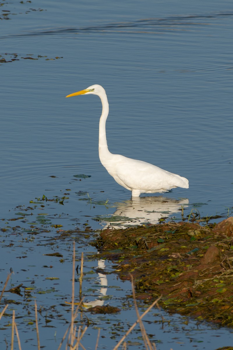 Great Egret - ML614631578