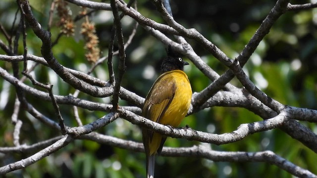 Bulbul à huppe noire - ML614631652