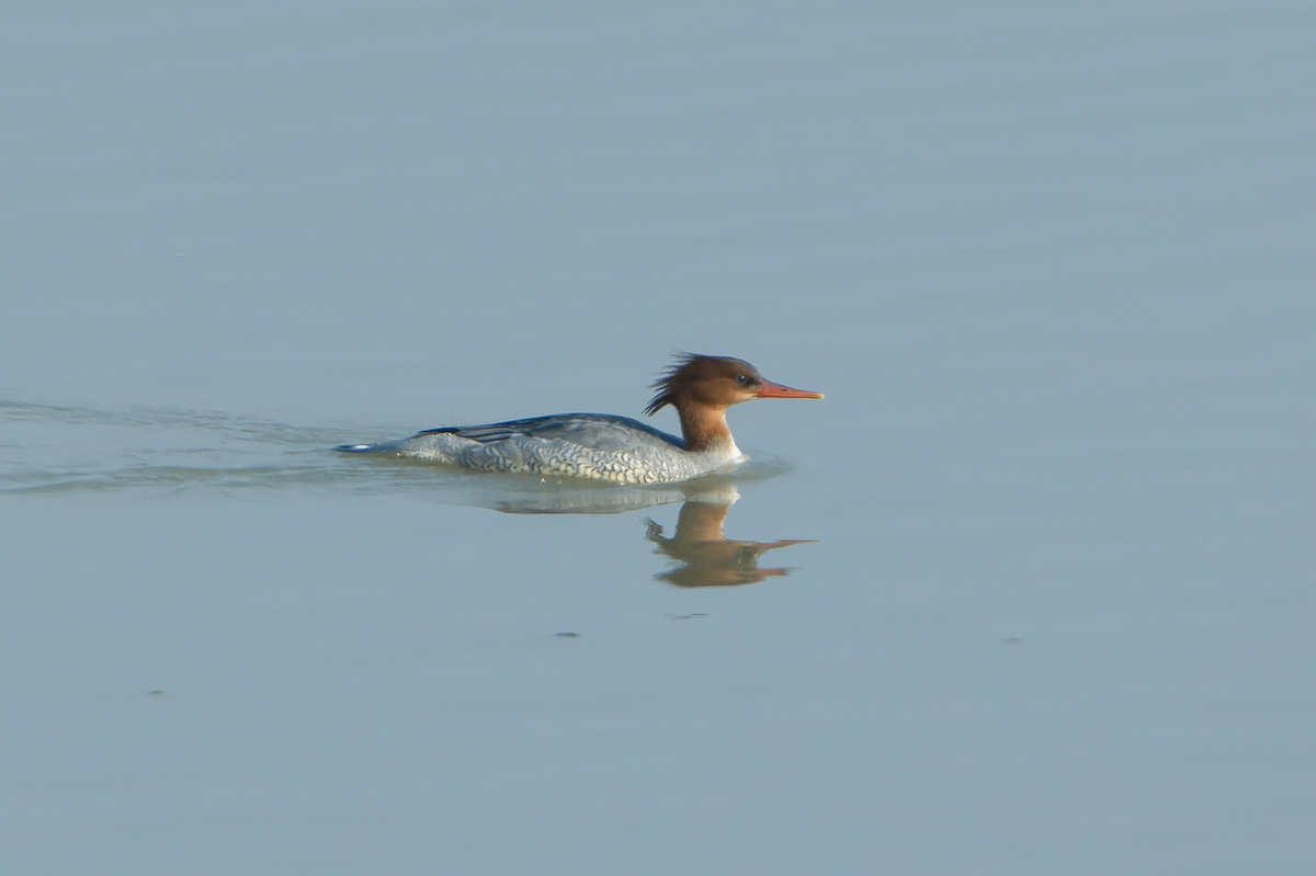 Scaly-sided Merganser - Wang Zihao