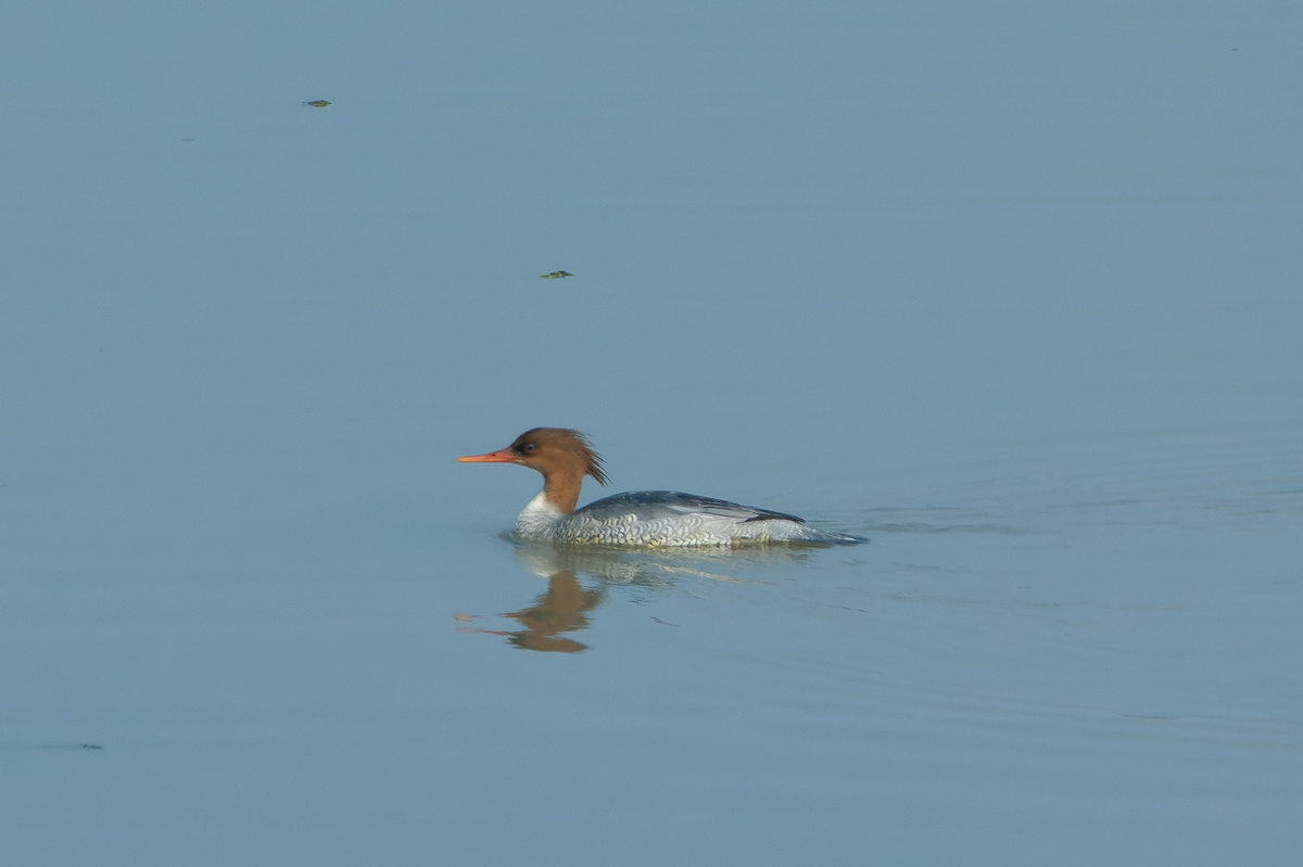 Scaly-sided Merganser - ML614631658