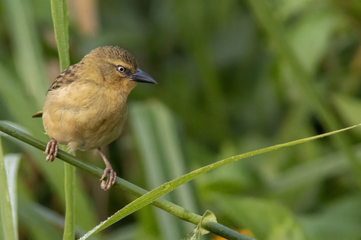 Northern Brown-throated Weaver - Volkan Donbaloglu