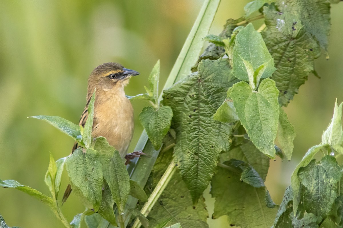 Northern Brown-throated Weaver - Volkan Donbaloglu