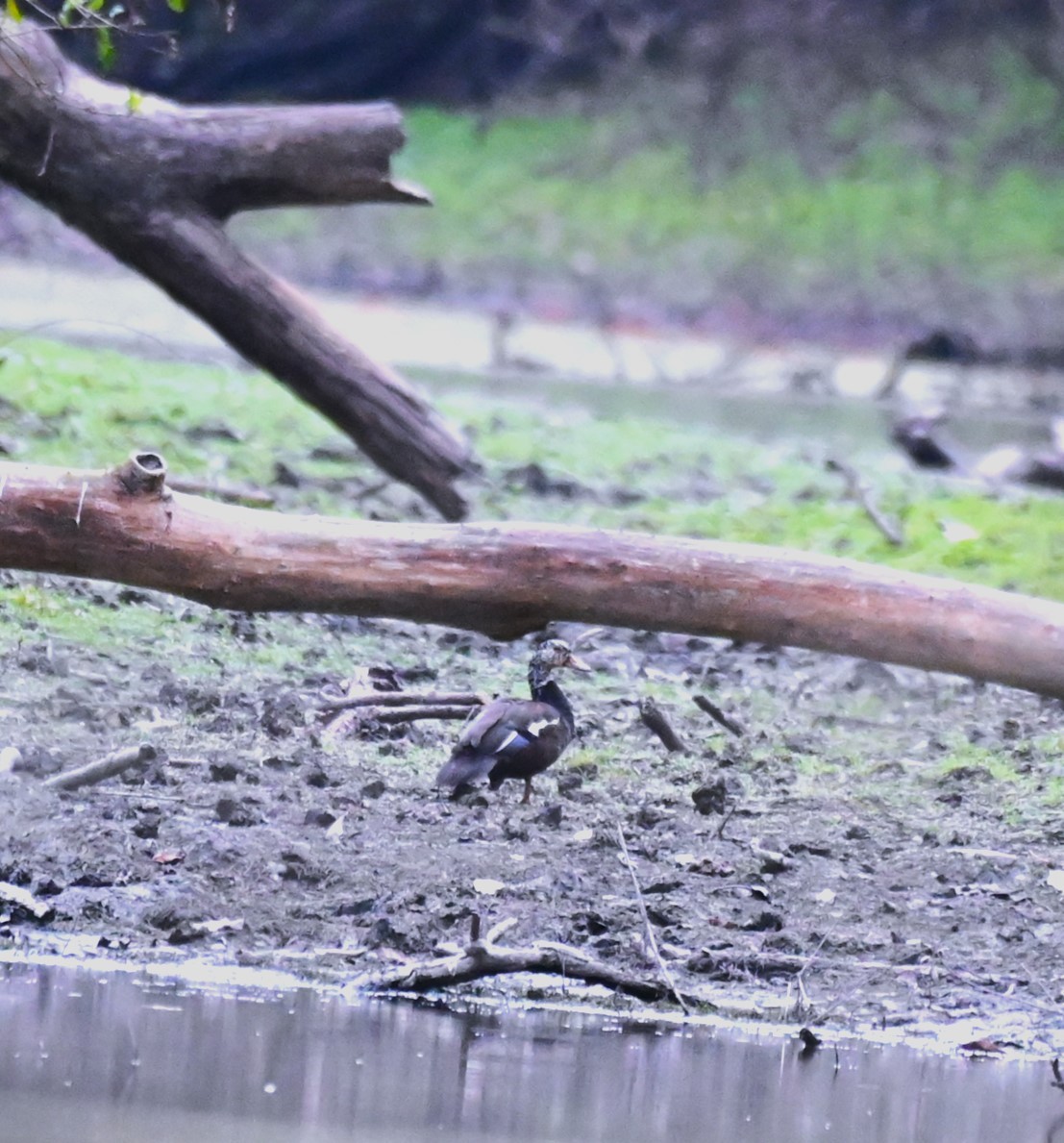 White-winged Duck - ML614631742