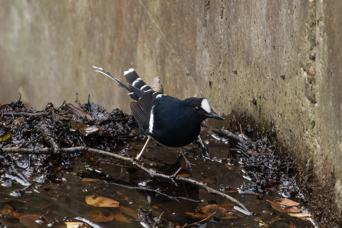 White-crowned Forktail - ML614631776