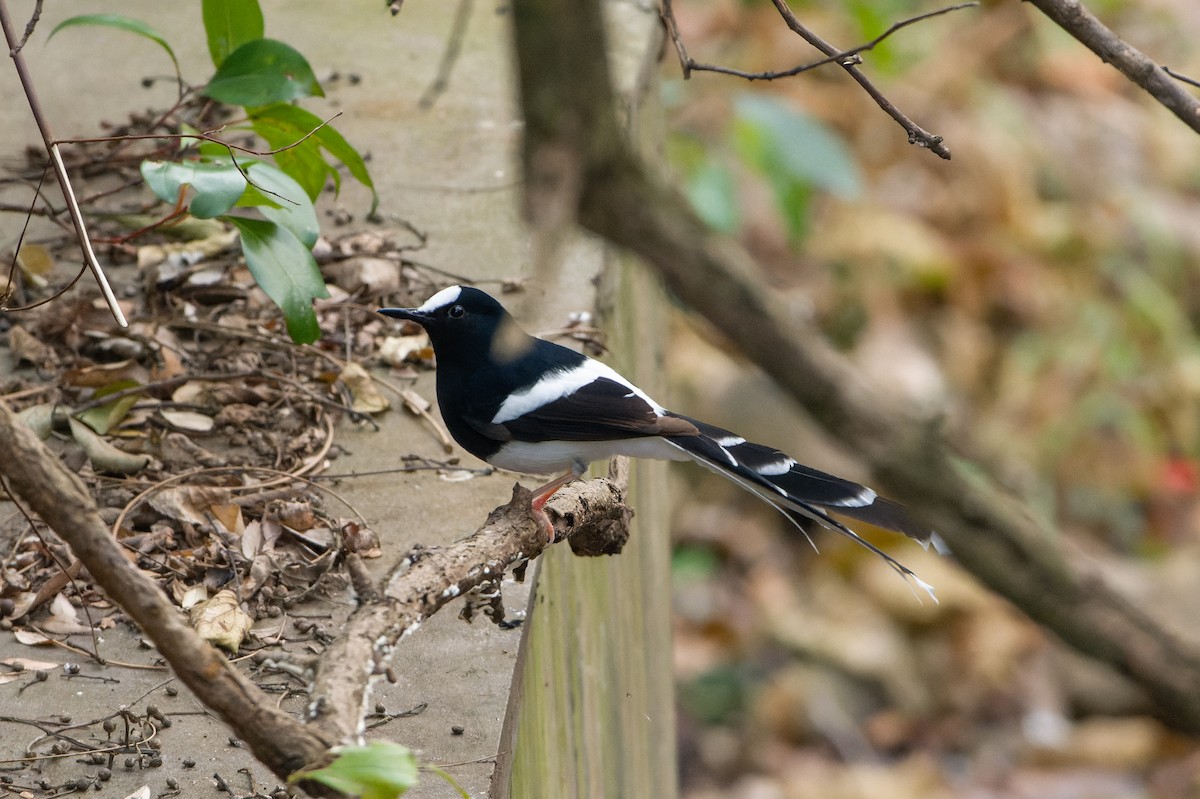 White-crowned Forktail - ML614631781