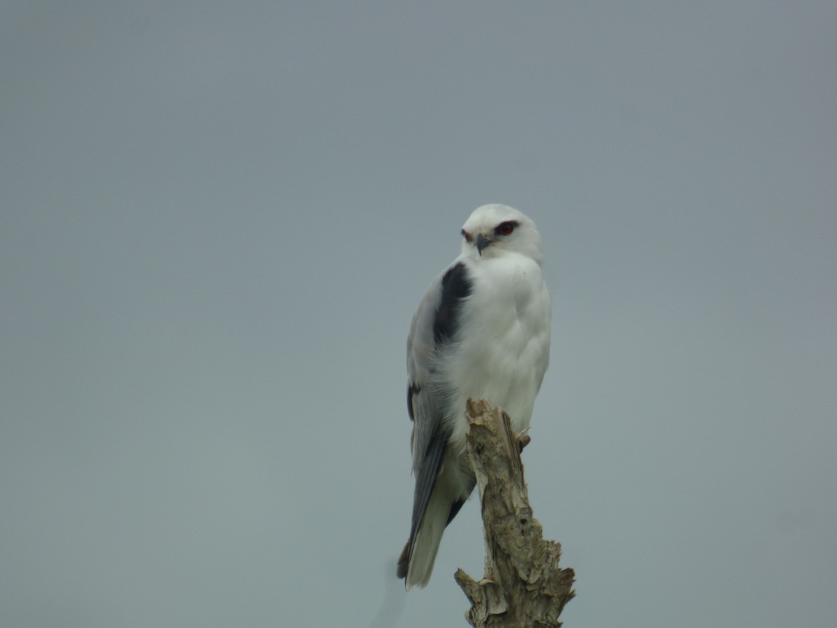 Black-shouldered Kite - Isaiah Hinze