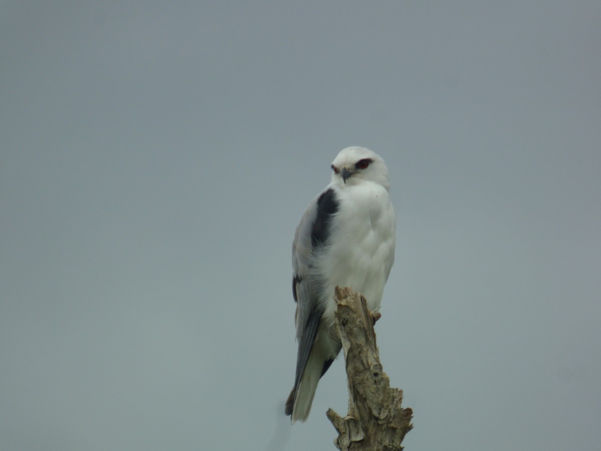 Black-shouldered Kite - ML614631809