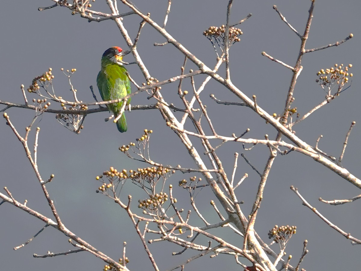 barbet žlutohrdlý - ML614631865