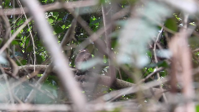 Moustached Hawk-Cuckoo - ML614631897