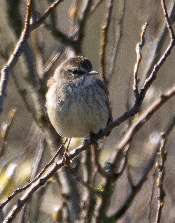 Palm Warbler - ML614631899