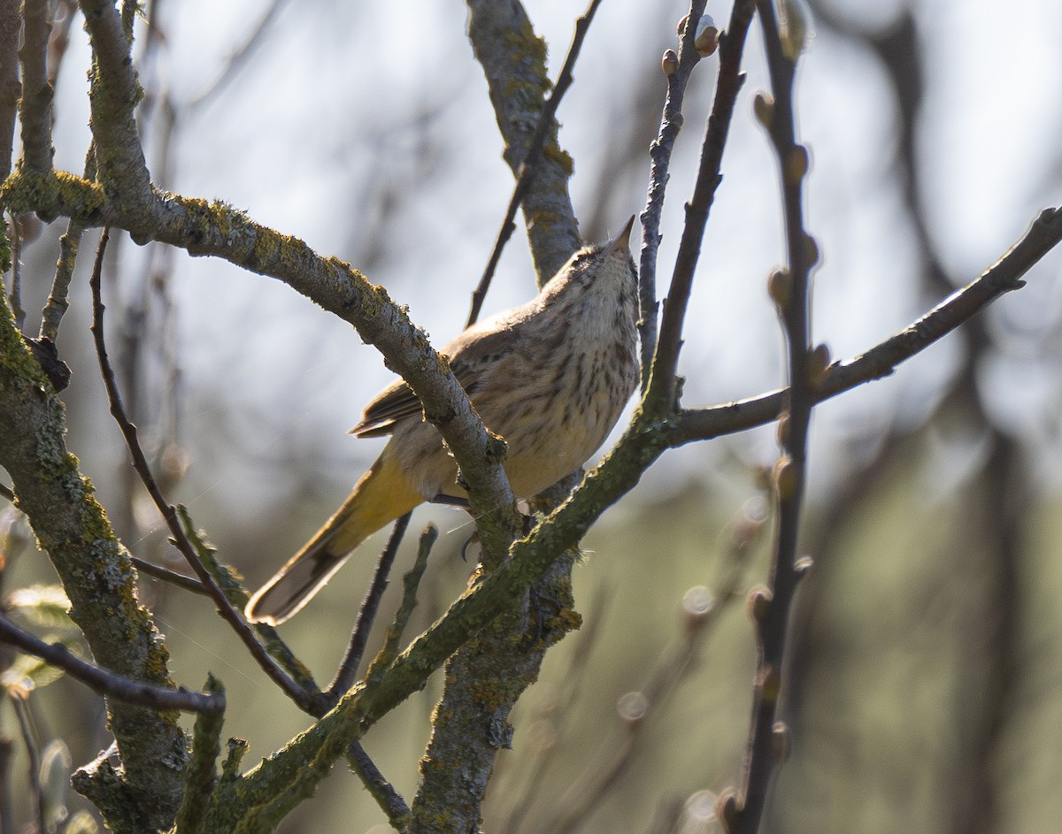 Palm Warbler - ML614631900