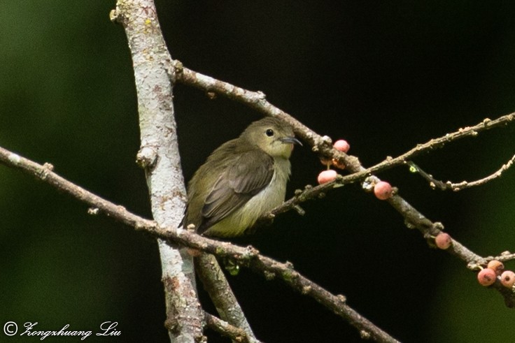 Plain Flowerpecker - ML614631907