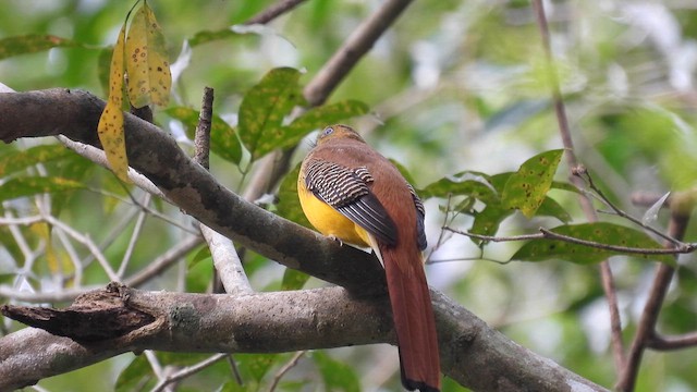 Trogón Pechinaranja (grupo dulitensis) - ML614631924