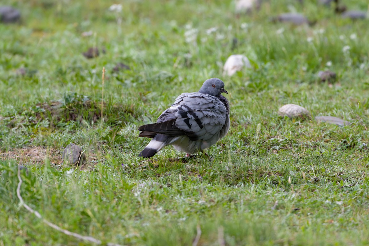 Pigeon des rochers - ML614631934