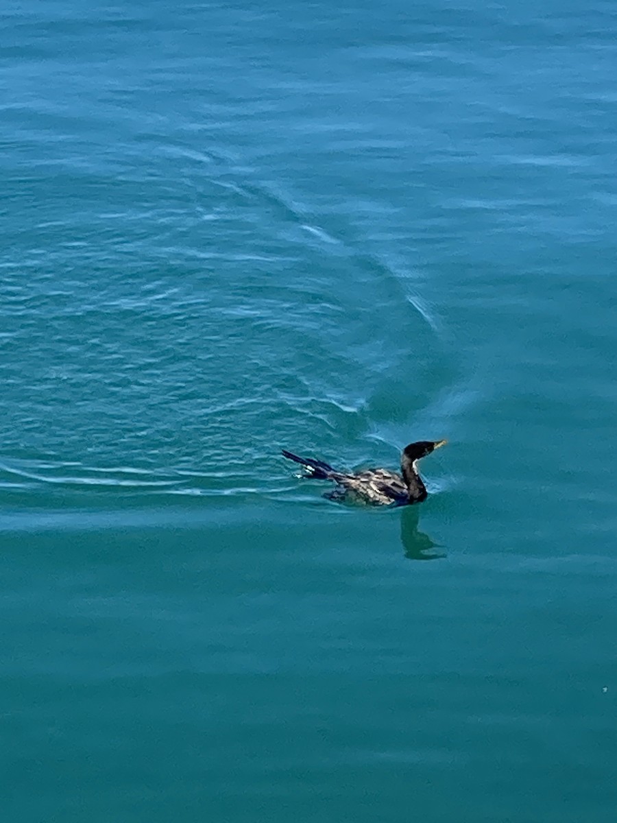 Little Pied Cormorant - ML614631959