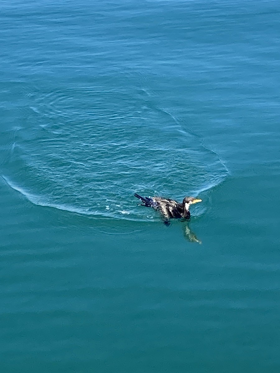 Little Pied Cormorant - ML614631960