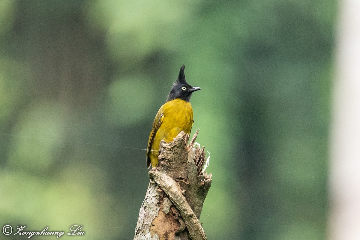 Black-crested Bulbul - ML614631987