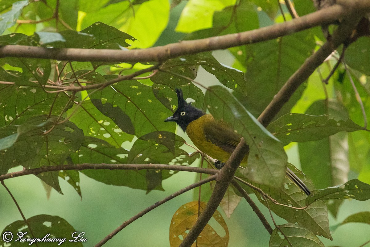 Bulbul à huppe noire - ML614631988