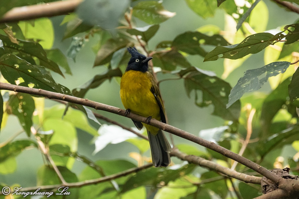 Bulbul à huppe noire - ML614631989