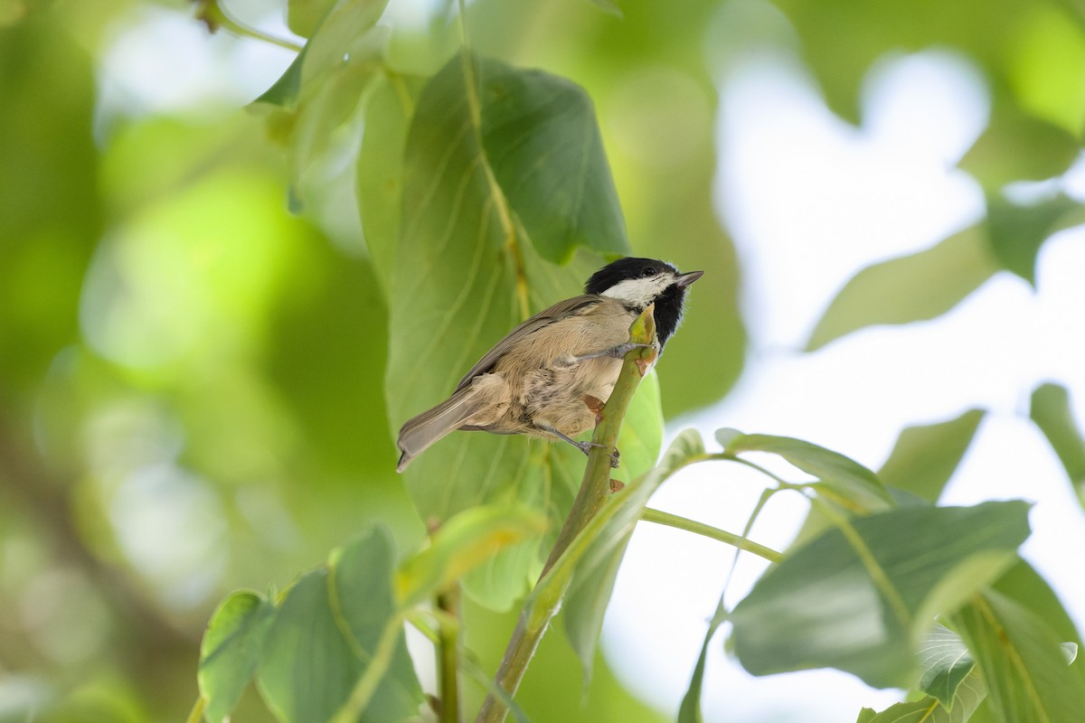 Mésange à bavette - ML614631990