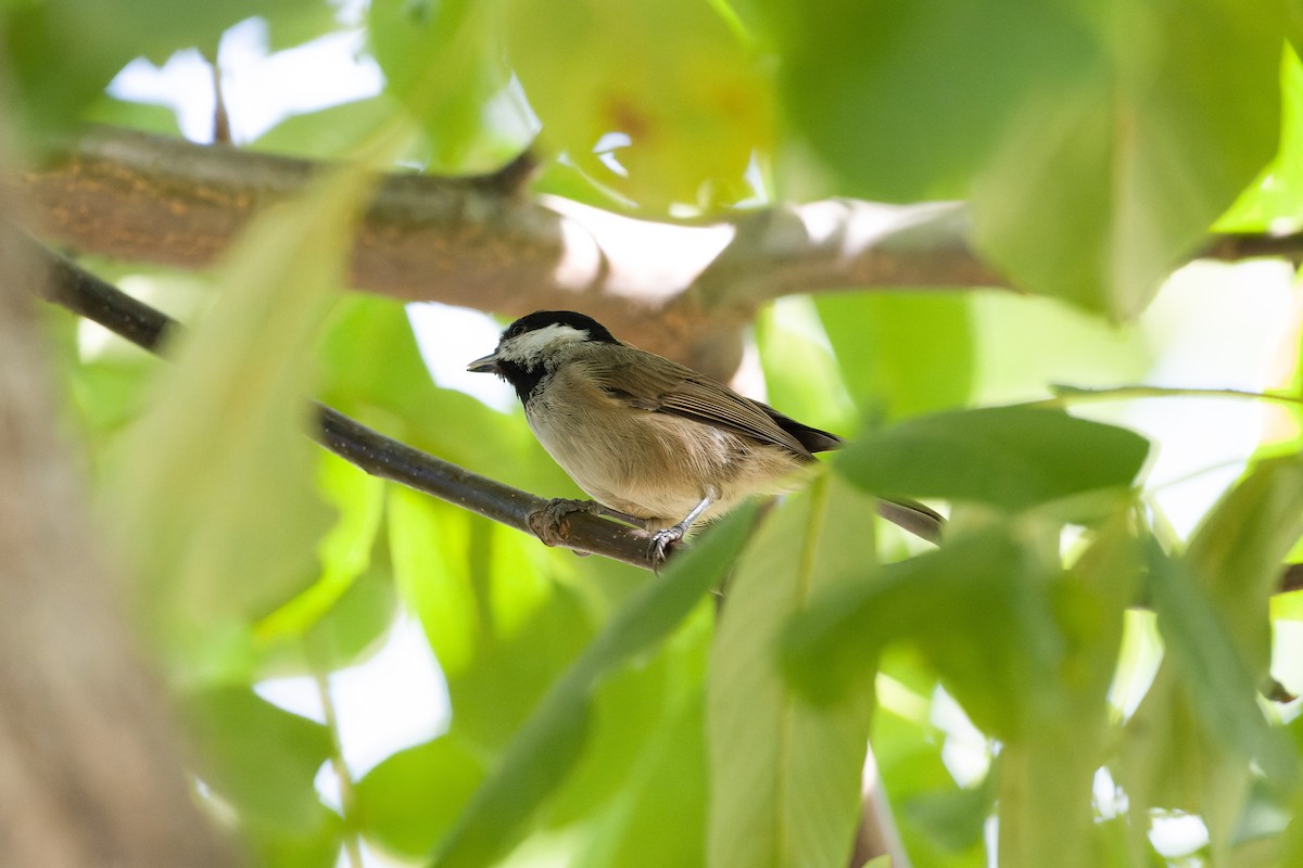 Black-bibbed Tit - ML614631992