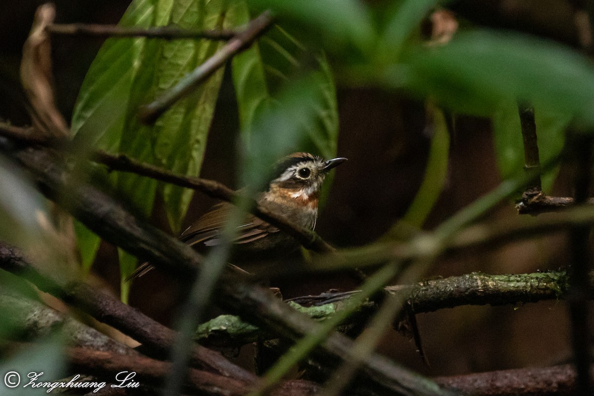 Rufous-throated Fulvetta - ML614631994