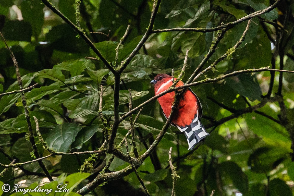 Trogon à tête rouge - ML614632012