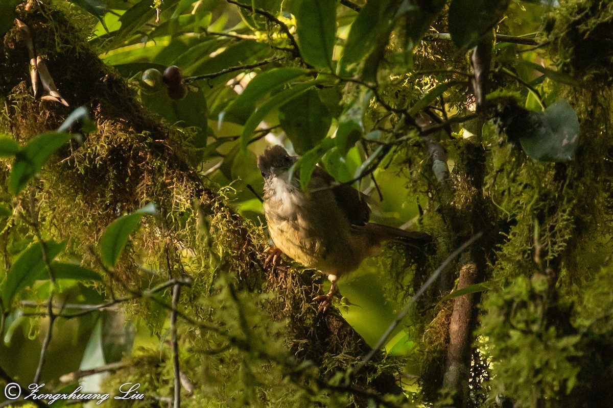 Puff-throated Bulbul - ML614632033