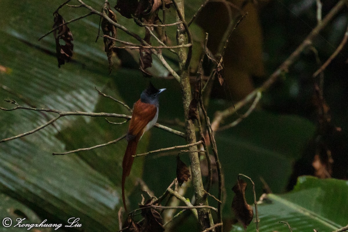 Blyth's Paradise-Flycatcher - ML614632046
