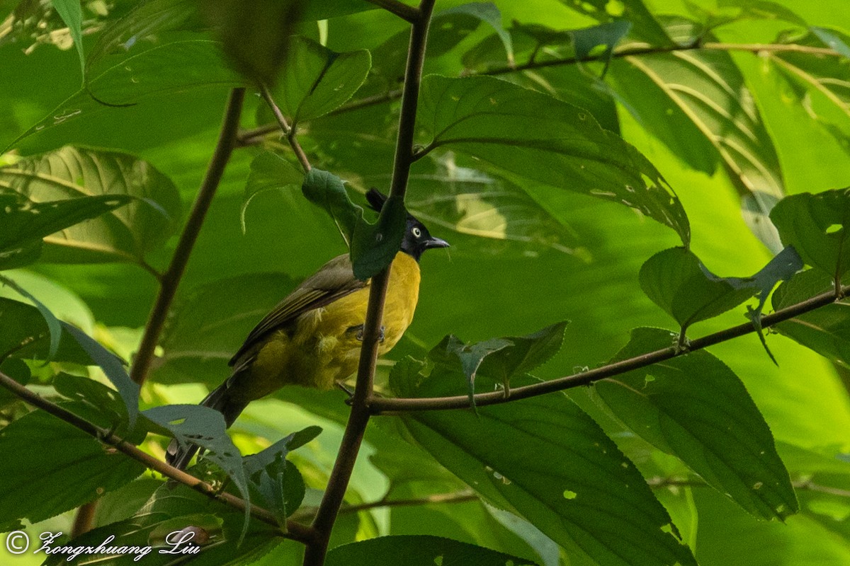 Bulbul à huppe noire - ML614632052