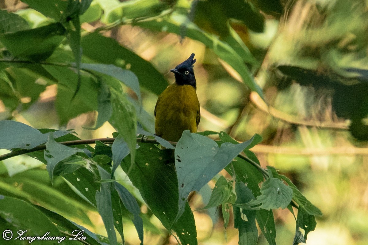 Black-crested Bulbul - ML614632053