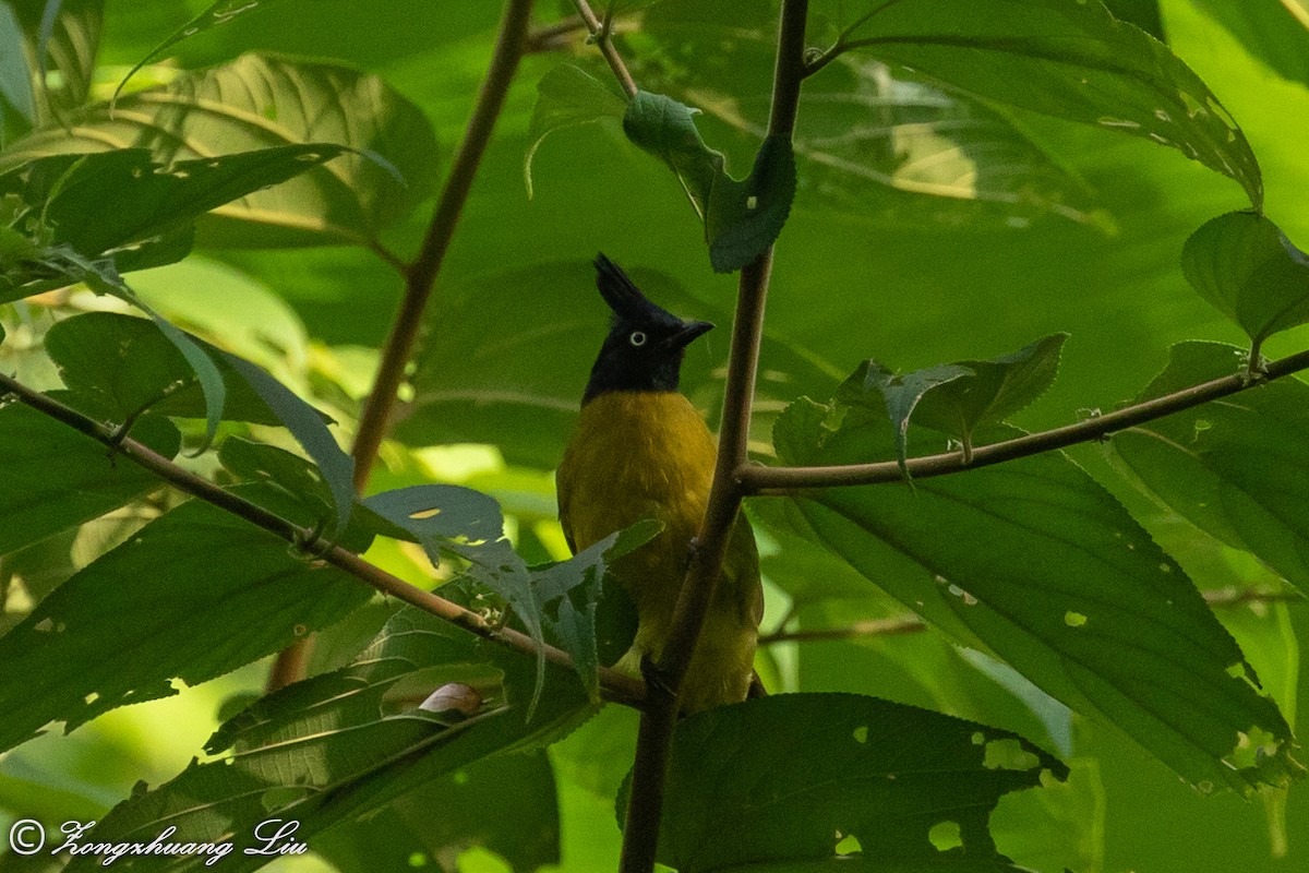 Bulbul à huppe noire - ML614632054