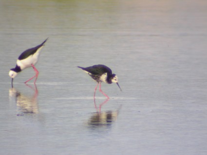 Pied x Black Stilt (hybrid) - ML614632137