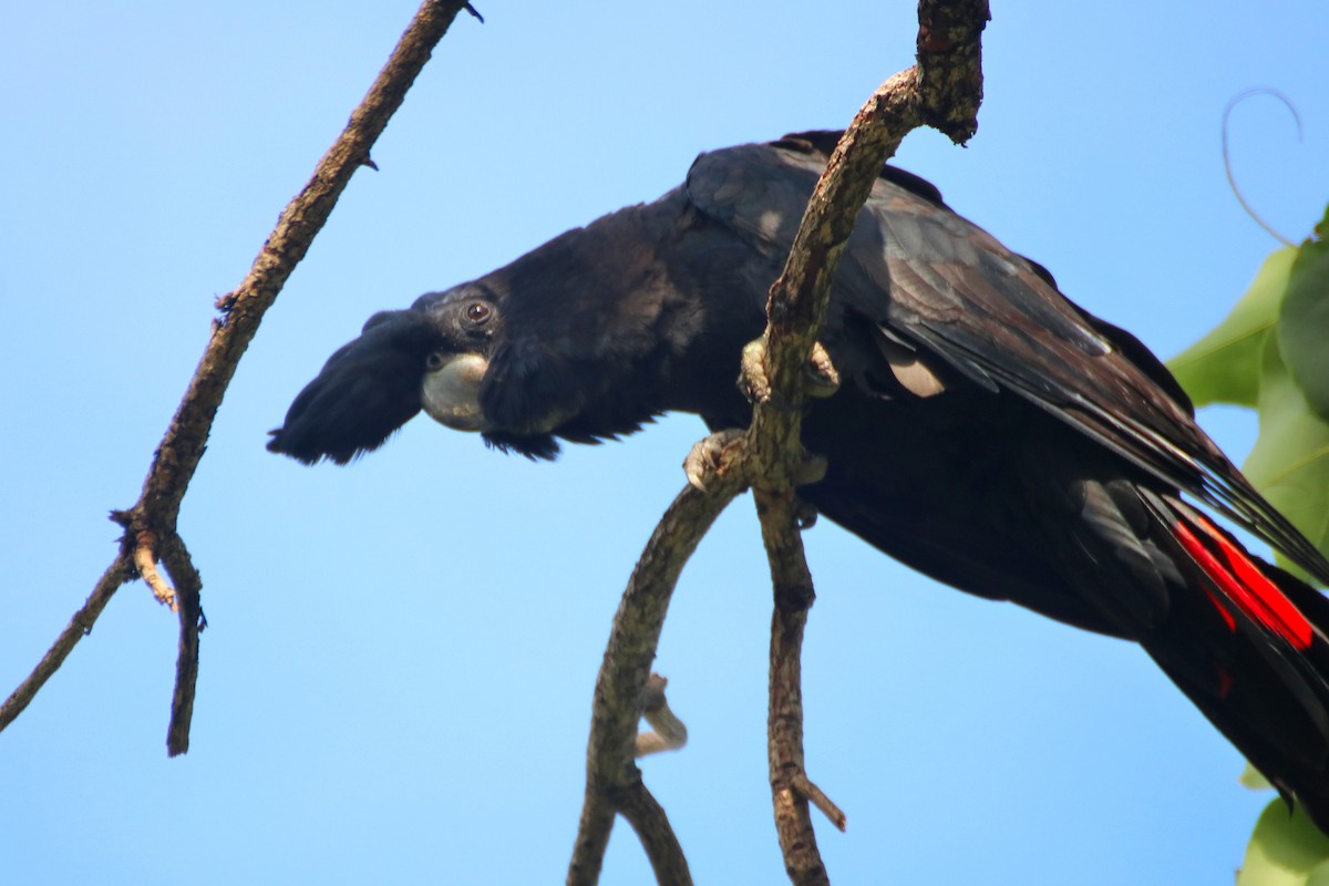 Red-tailed Black-Cockatoo - ML614632156