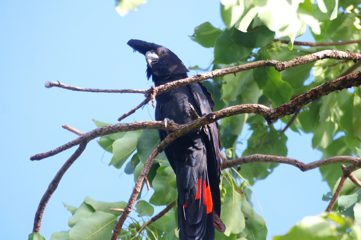 Red-tailed Black-Cockatoo - ML614632157