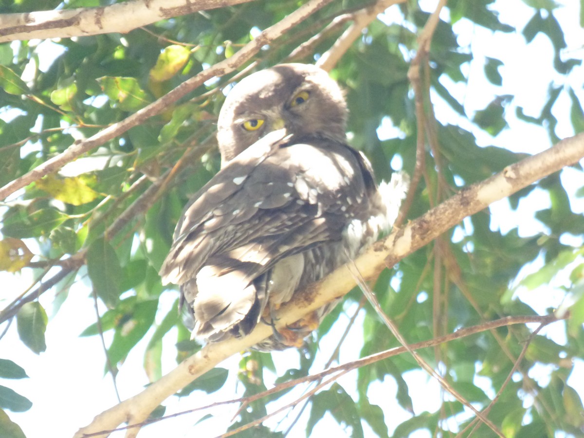 Barking Owl - ML614632223