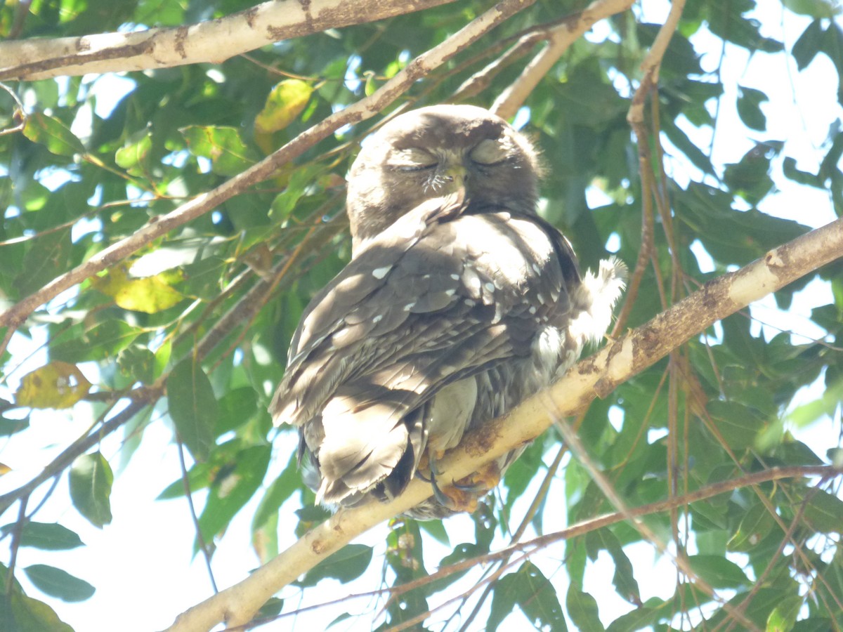 Barking Owl - ML614632224