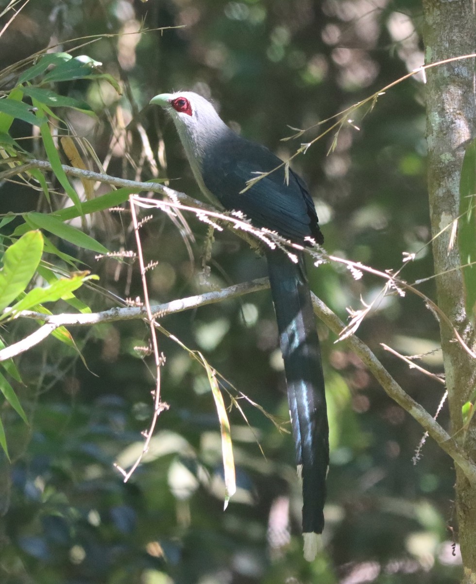 Green-billed Malkoha - ML614632229