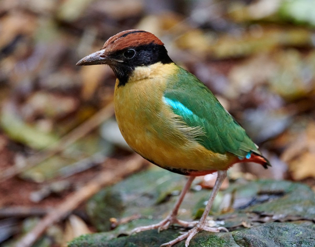 Noisy Pitta - Steven McBride