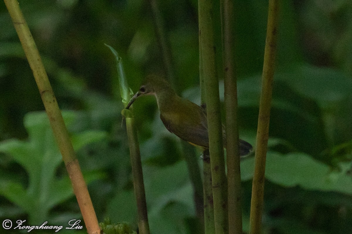 Little Spiderhunter - ML614632280