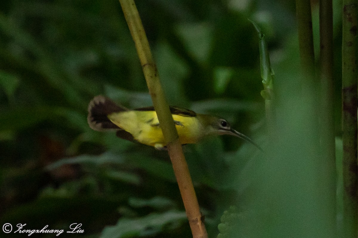 Little Spiderhunter - ML614632281