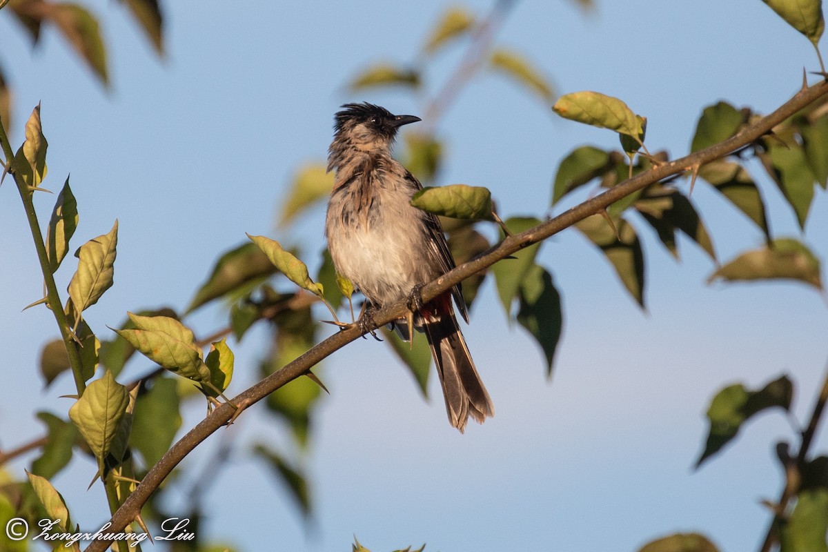 Bulbul Ventridorado - ML614632291